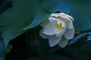 初中作文（初中作文写作方法与技巧）